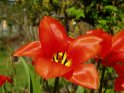 Rote geffnete Tulpe