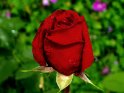 Rote Rose mit Wassertropfen