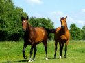 2 Pferde auf der Weide