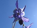 Blume aus der Froschperspektive vor strahlend blauem Himmel