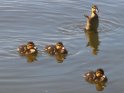 4 Entenküken im Wasser von denen sich eine im Auf-dem-Wasser-Gehen übt