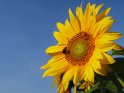 Sonnenblume mit Insekten vor blauem Himmel