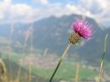 Blume in den Alpen