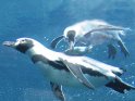 Tauchender Humboldtpinguin spielt mit einem Fisch.