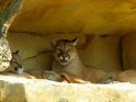 Pumas liegen im Schatten