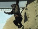 kletternde Schimpansenmutter mit Baby vorm Bauch