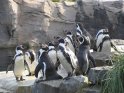 Gruppe von Humboldtpinguinen wartet aus Essen.
