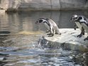 Humboldtpinguine auf dem Weg ins Wasser