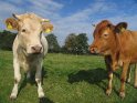 Zwei junge Rinder auf der Weide