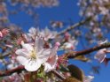 Japanische Kirsche 
Prunus serrulata - Taki Nioi