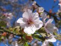 Japanische Kirsche 
Prunus serrulata - ´Taki Nioi´