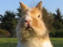 Portrait eines Kaninchen