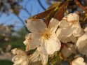 Japanische Kirsche 
Prunus serrulata - Tai Haku