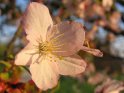 Japanische Kirsche 
Prunus serrulata - Taki Nioi 
 
Dieses Motiv finden Sie seit dem 22. April 2005 in der Kategorie Kirschblten.