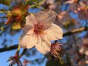 Japanische Kirsche 
Prunus serrulata - Taki Nioi