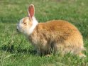 Hell-Braunes Kaninchenmit weiß-braunem Kopf
