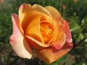 Gelb-Orangene Rose