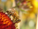 Foto einer Biene auf einer Blume, aufgenommen von der Seite