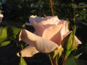 Groaufnahme einer hellen Rose 
 
Dieses Motiv finden Sie seit dem 18. Juni 2005 in der Kategorie Rosen.