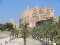 Kathedrale La Seu mit Palmen im Vordergrund