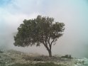 Baum verschwindet in den Wolken