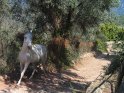 Dieses Pferd wird auf seinem Weg von einem Hund (rechts im Bild) verfolgt. 
 Vermutlich, weil es davor im Garten des Hundebesitzers gefressen hat. 
 
Dieses Kartenmotiv wurde am 29. August 2005 neu in die Kategorie Pferde aufgenommen.