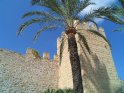 Palme vor der alten Stadtmauer