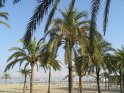 Palmen am Strand von S´Arenal