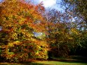 Farbenfrohe Blattfrbung 
 
Dieses Kartenmotiv wurde am 26. Oktober 2005 neu in die Kategorie Herbstlandschaften aufgenommen.
