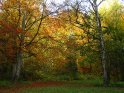 Herbstlicher Wald 
 
Dieses Motiv finden Sie seit dem 27. Oktober 2005 in der Kategorie Herbstlandschaften.