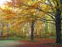 Dieses Motiv finden Sie seit dem 27. Oktober 2005 in der Kategorie Herbstlandschaften.