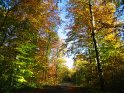 Kleine Strae im Wald, die von zahlreichen vom Herbst bunt gefrbten Bumen umgeben ist. 
 
Dieses Kartenmotiv ist seit dem 28. Oktober 2005 in der Kategorie Herbstlandschaften.