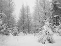 Schneebedeckte Bäume im Tiefschnee 
 
Dieses Motiv finden Sie seit dem 31. Dezember 2005 in der Kategorie Lausitzer Gebirge (Tschechien).