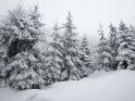 Tannen im Schnee 
 
Dieses Kartenmotiv wurde am 31. Dezember 2005 neu in die Kategorie Lausitzer Gebirge (Tschechien) aufgenommen.