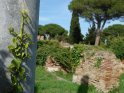 ... eine mit Efeu bewachsen ist. ... 
 
Dieses Motiv befindet sich seit dem 22. April 2006 in der Kategorie Ostia Antica (Italien).