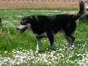 Hund geht durch ein Feld von Gnseblmchen