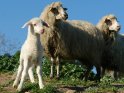 Süßes Lamm im vordergrund mit zwei dahinter stehenden Schafen