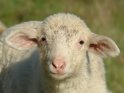 Portrait von einem Lamm