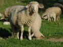 Zwei Schafe auf der Wiese. Eines der beiden schaut in die Kamera, während das andere am fressen ist.
