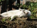 Weiße Katze genießt die Sonne