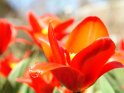 Sehr helle Aufnahme von roten Tulpen