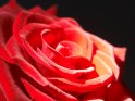 Rote Rose im Studio