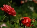 Rote Rose mit einer weiteren roten Rose im Hintergrund