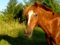 Pferd bei Sonnenuntergang