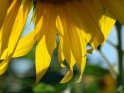 Detailaufnahme einer Sonnenblume