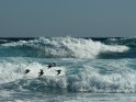 Schwalben im Tiefflug vor Wellen im Atlantik