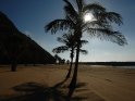 Palmen am Strand der Playa de las Teresitas