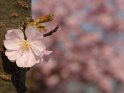 Kirschblte direkt am Stamm einer Japanischen Kirsche