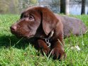 12 Wochen alter Labrador Welpe räkelt sich im Gras