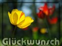 Glückwunschkarte mit einer gelben Tulpe und weiteren roten Tulpen im Hintergrund
